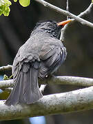 Malagasy Bulbul