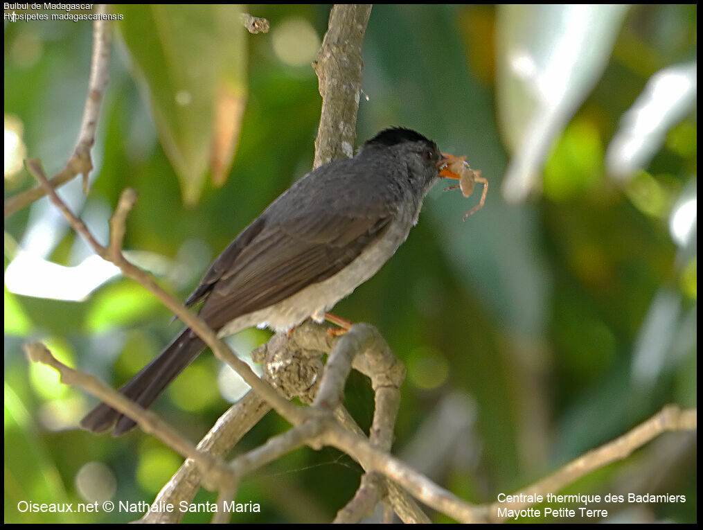 Bulbul de Madagascaradulte, habitat, régime