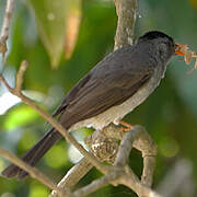 Malagasy Bulbul