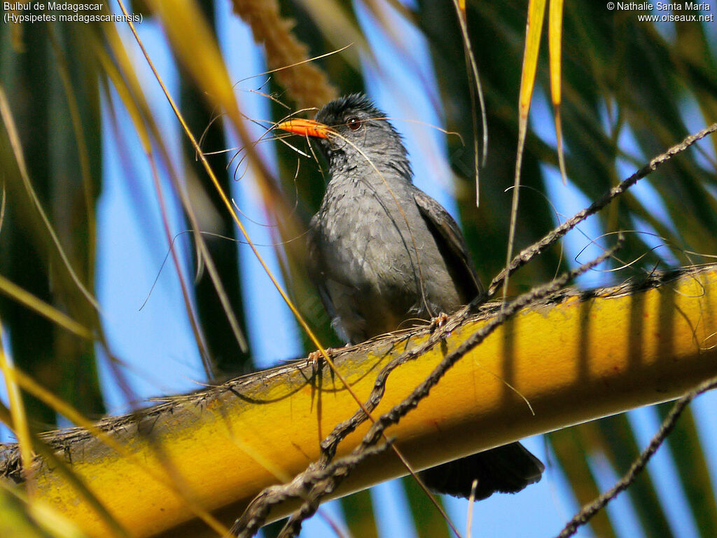 Bulbul de Madagascaradulte, identification, Nidification
