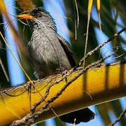 Bulbul de Madagascar