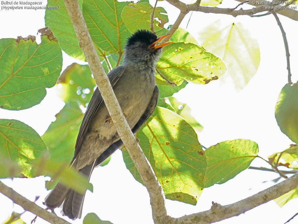 Malagasy Bulbuladult, identification, song, Behaviour