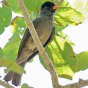 Malagasy Bulbul