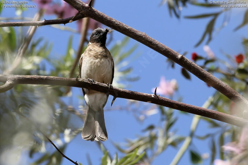 Bulbul des jardinsadulte, identification, habitat, Nidification