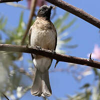 Bulbul des jardins