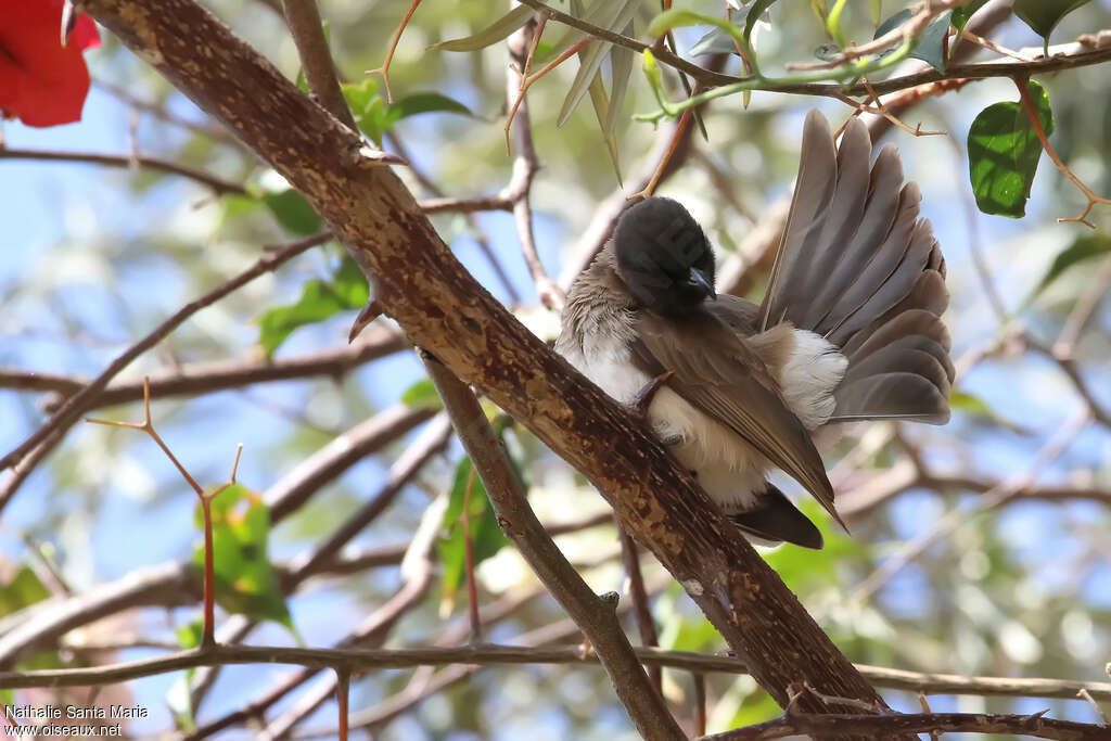 Bulbul des jardinsadulte, soins, composition