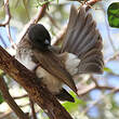 Bulbul des jardins