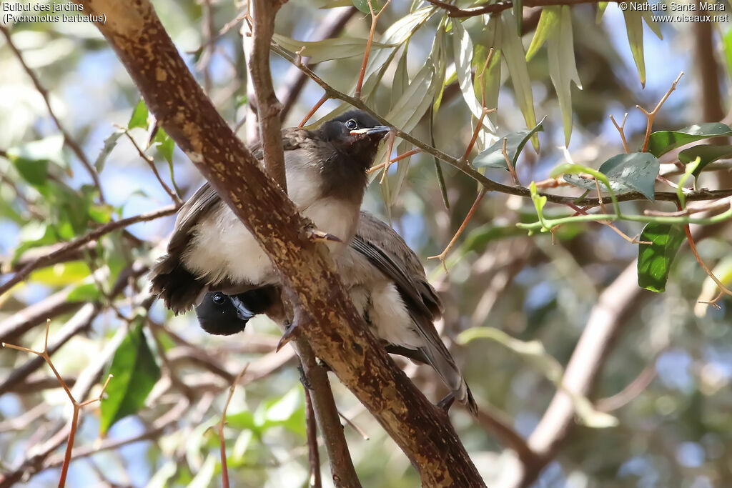 Common Bulbuljuvenile, identification, habitat