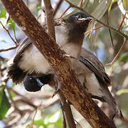 Common Bulbul