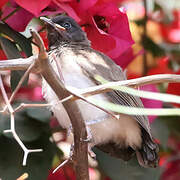 Bulbul des jardins