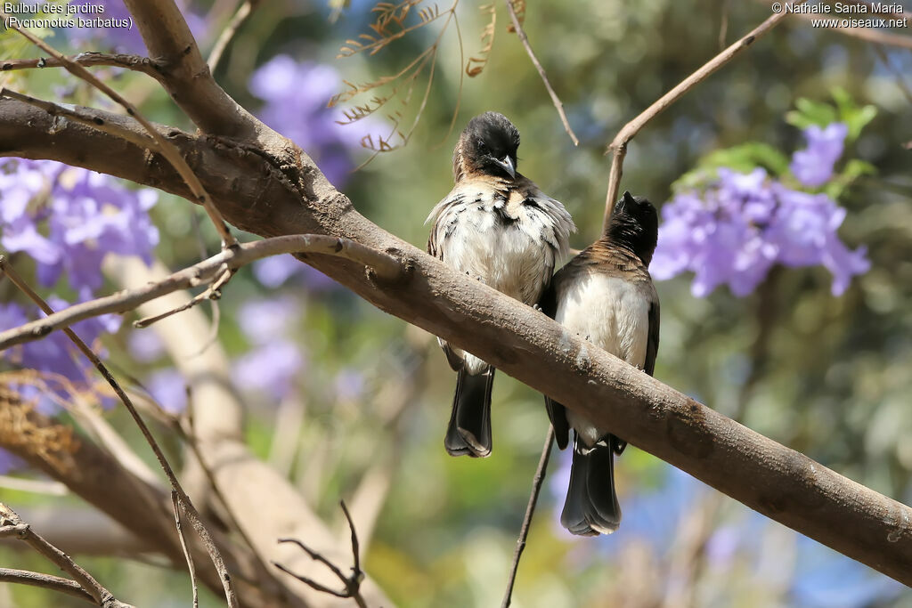 Bulbul des jardinsadulte, habitat