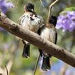 Bulbul des jardins