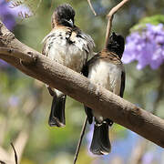 Common Bulbul