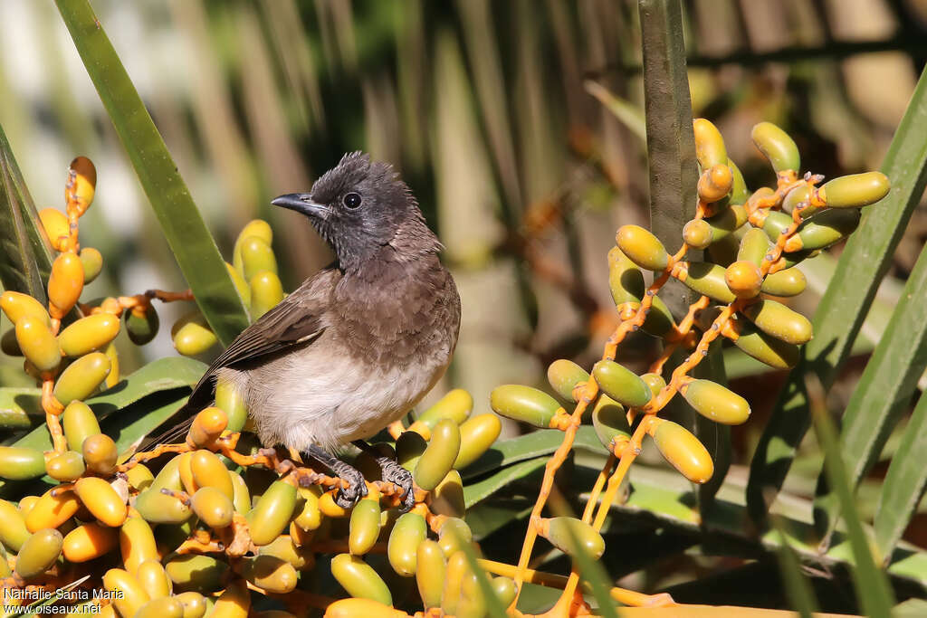Common Bulbuladult, identification