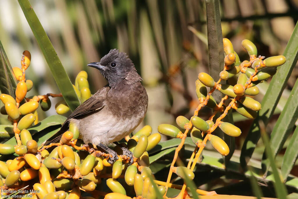 Bulbul des jardinsadulte, portrait