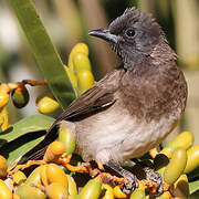 Common Bulbul