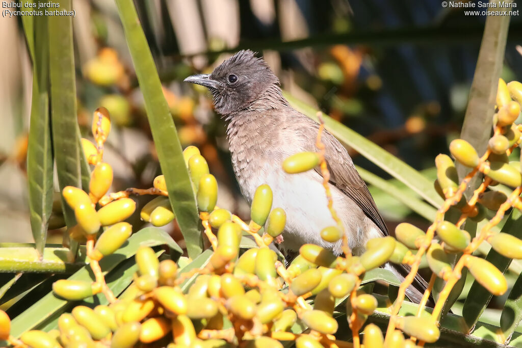 Bulbul des jardinsadulte, identification, habitat