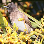 Bulbul des jardins