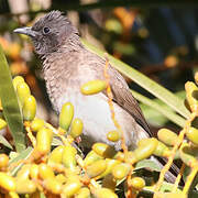 Bulbul des jardins