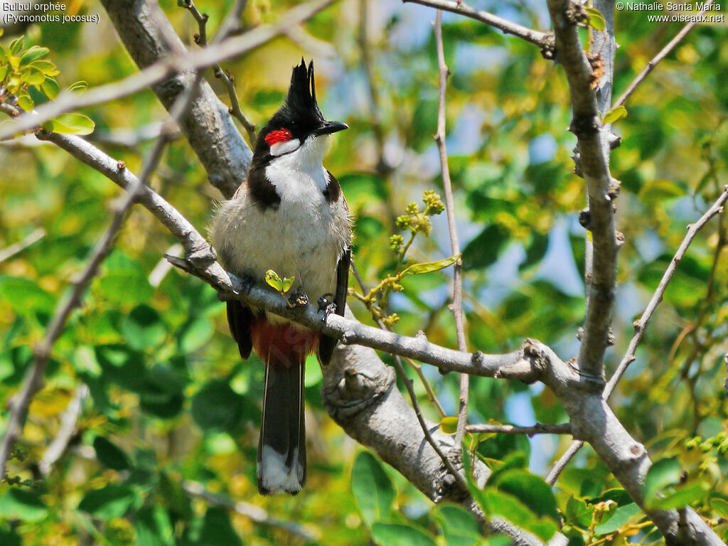 Red-whiskered Bulbuladult, identification, habitat, Behaviour