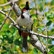 Red-whiskered Bulbul