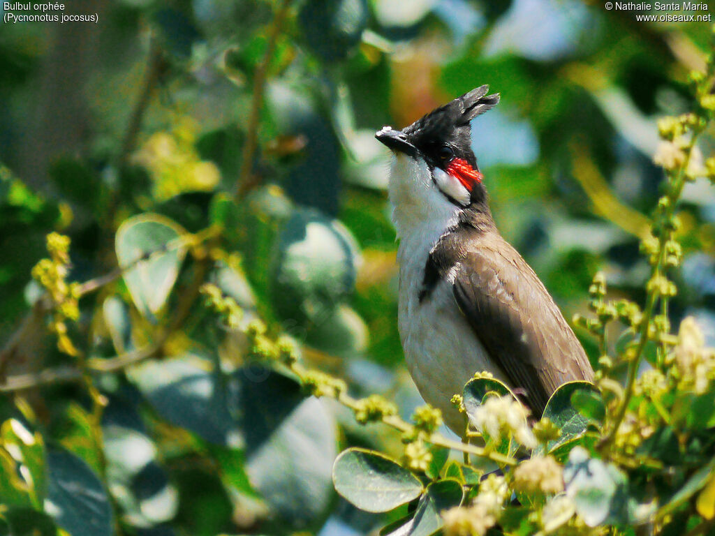 Red-whiskered Bulbuladult, identification, habitat, Behaviour