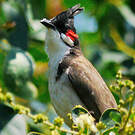 Bulbul orphée