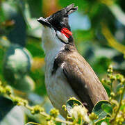 Red-whiskered Bulbul