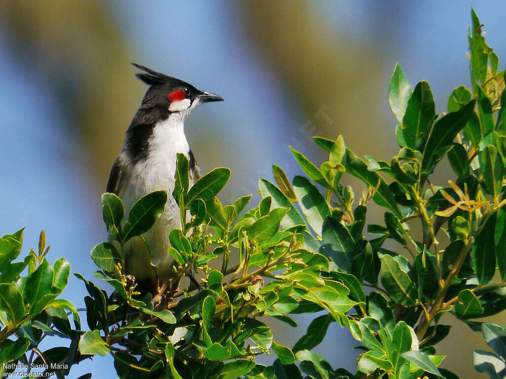 Red-whiskered Bulbuladult, Behaviour