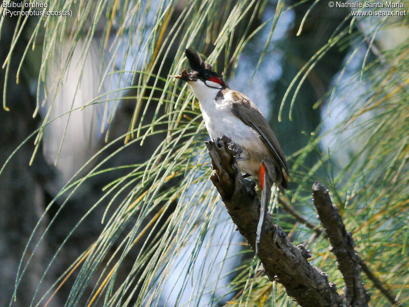 Bulbul orphéeadulte, identification, habitat, régime, Nidification