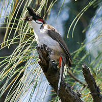 Bulbul orphée