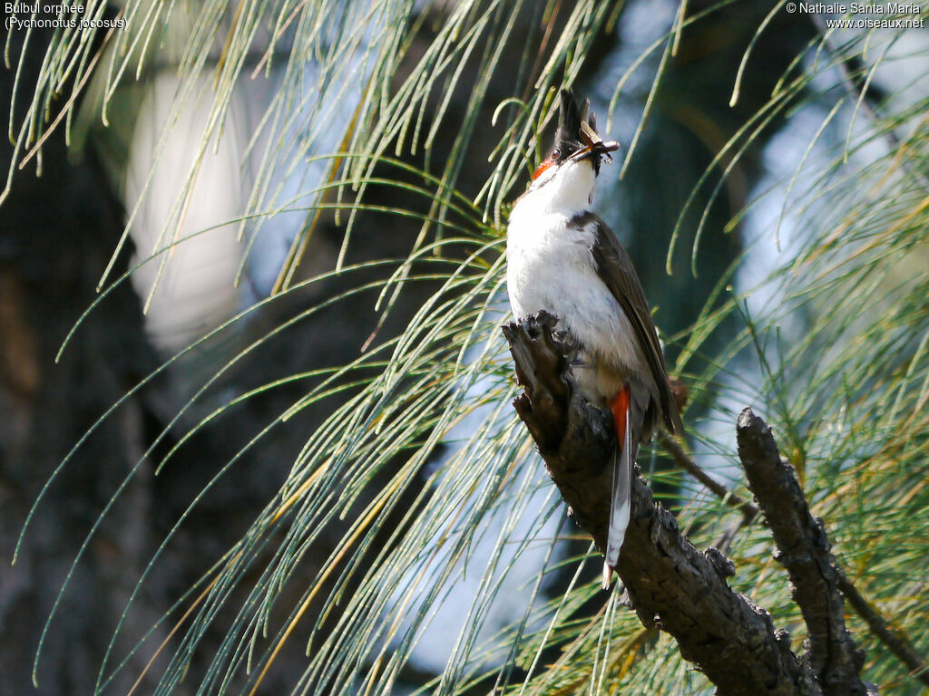 Bulbul orphéeadulte, identification, habitat, régime, Nidification