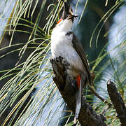 Red-whiskered Bulbul