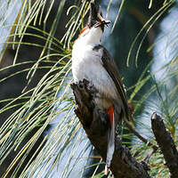 Bulbul orphée