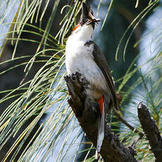 Bulbul orphée