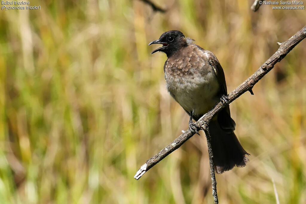 Bulbul tricolore, identification, habitat