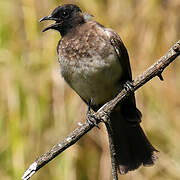 Dark-capped Bulbul