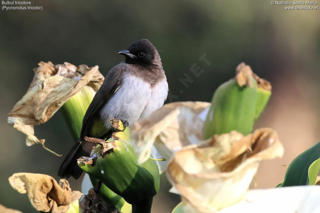 Bulbul tricoloreadulte, identification, habitat