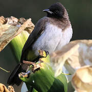 Dark-capped Bulbul