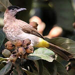 Bulbul tricolore