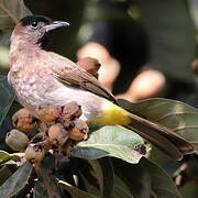 Dark-capped Bulbul