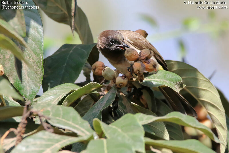 Dark-capped Bulbuladult, identification, habitat, eats, Behaviour