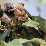 Bulbul tricolore