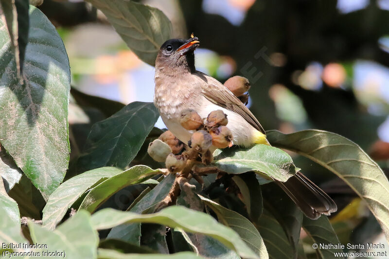 Bulbul tricoloreadulte, identification, habitat, mange, Comportement