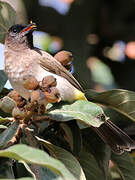 Dark-capped Bulbul