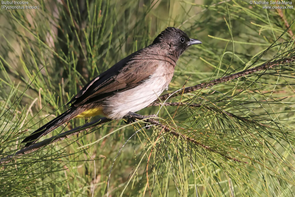 Dark-capped Bulbuladult, identification, habitat