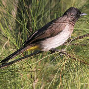 Bulbul tricolore