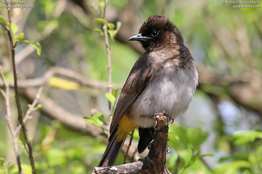 Bulbul tricoloreadulte, identification, habitat, Comportement