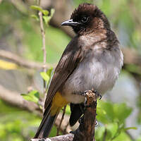 Bulbul tricolore