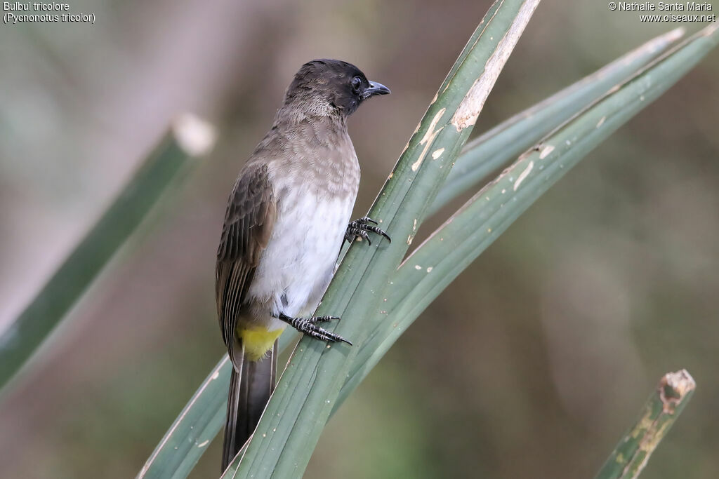 Bulbul tricoloreadulte, identification